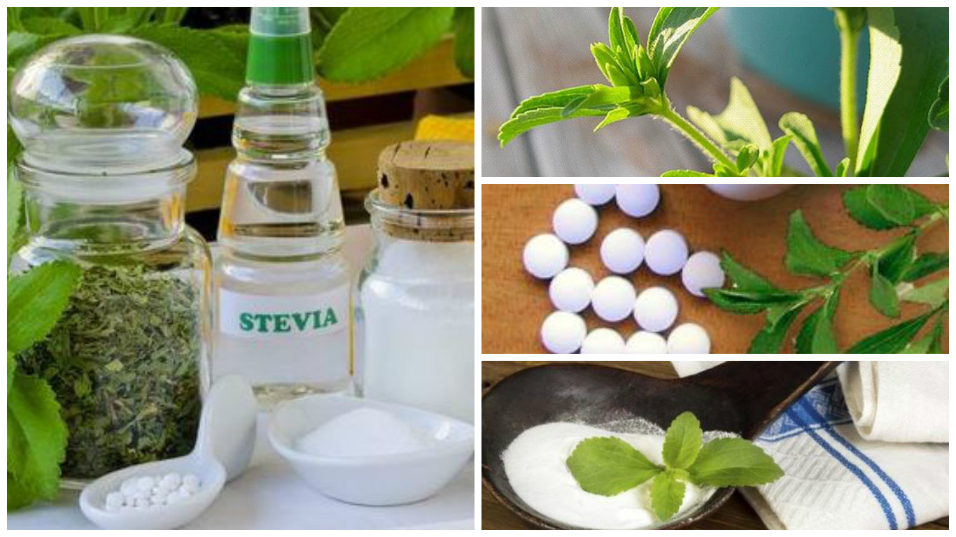 planta de stevia 