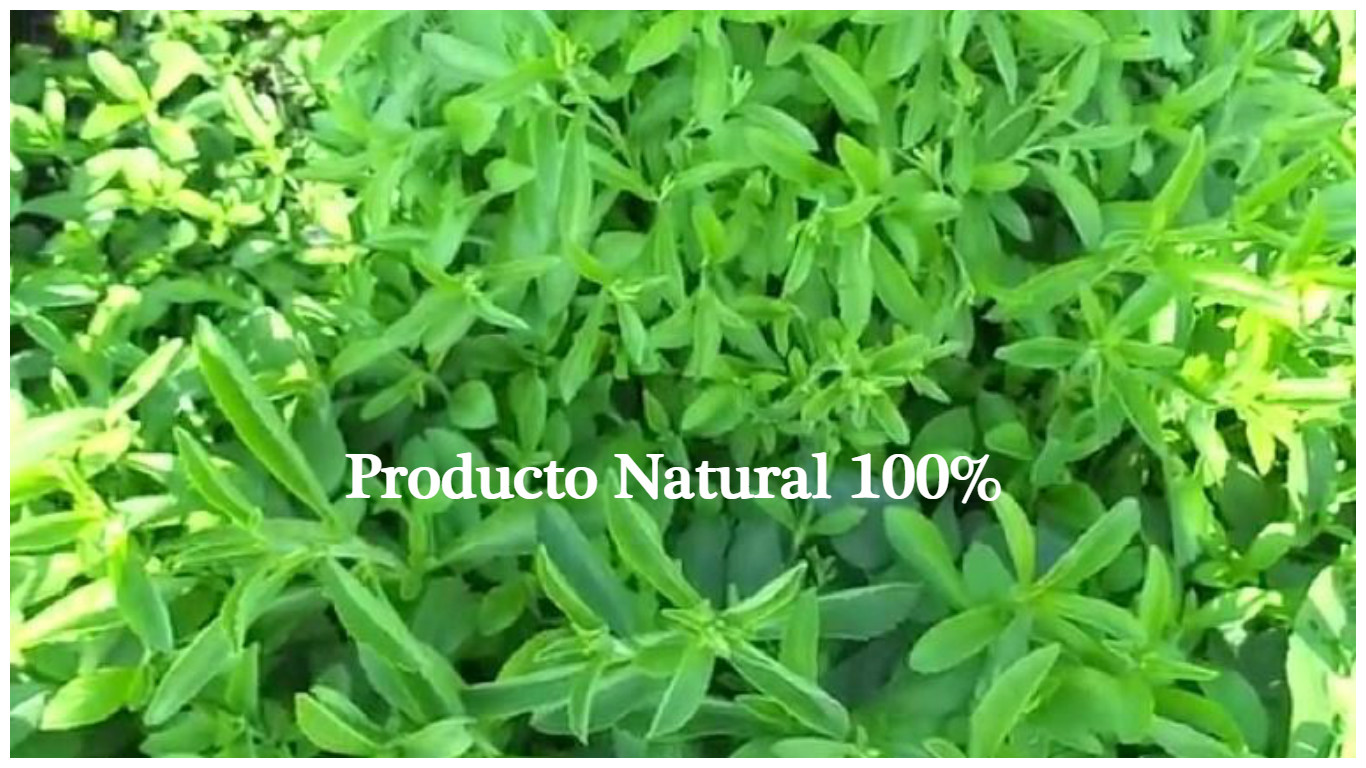 stevia producto natural
