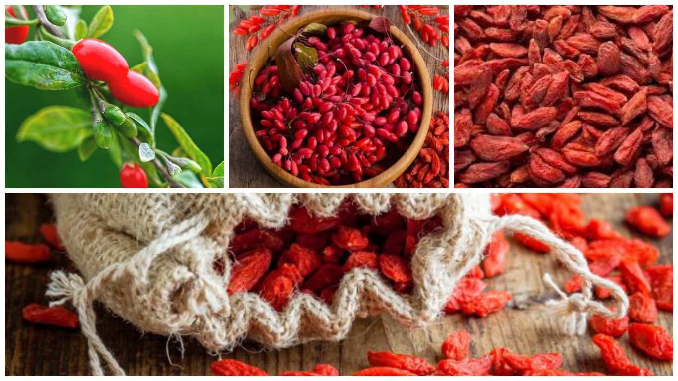 Lycium barbarum o Lycium chinense