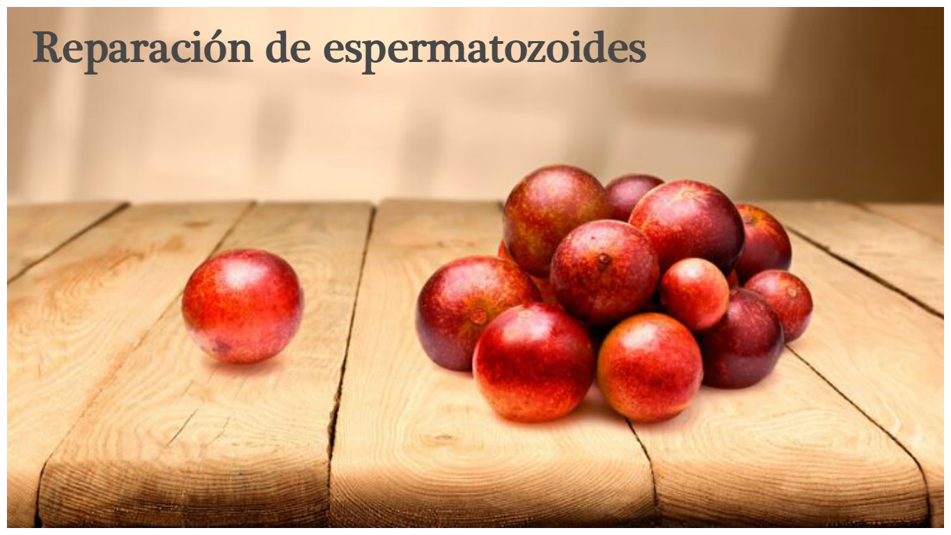 Repara las moléculas de ADN de los espermatozoides