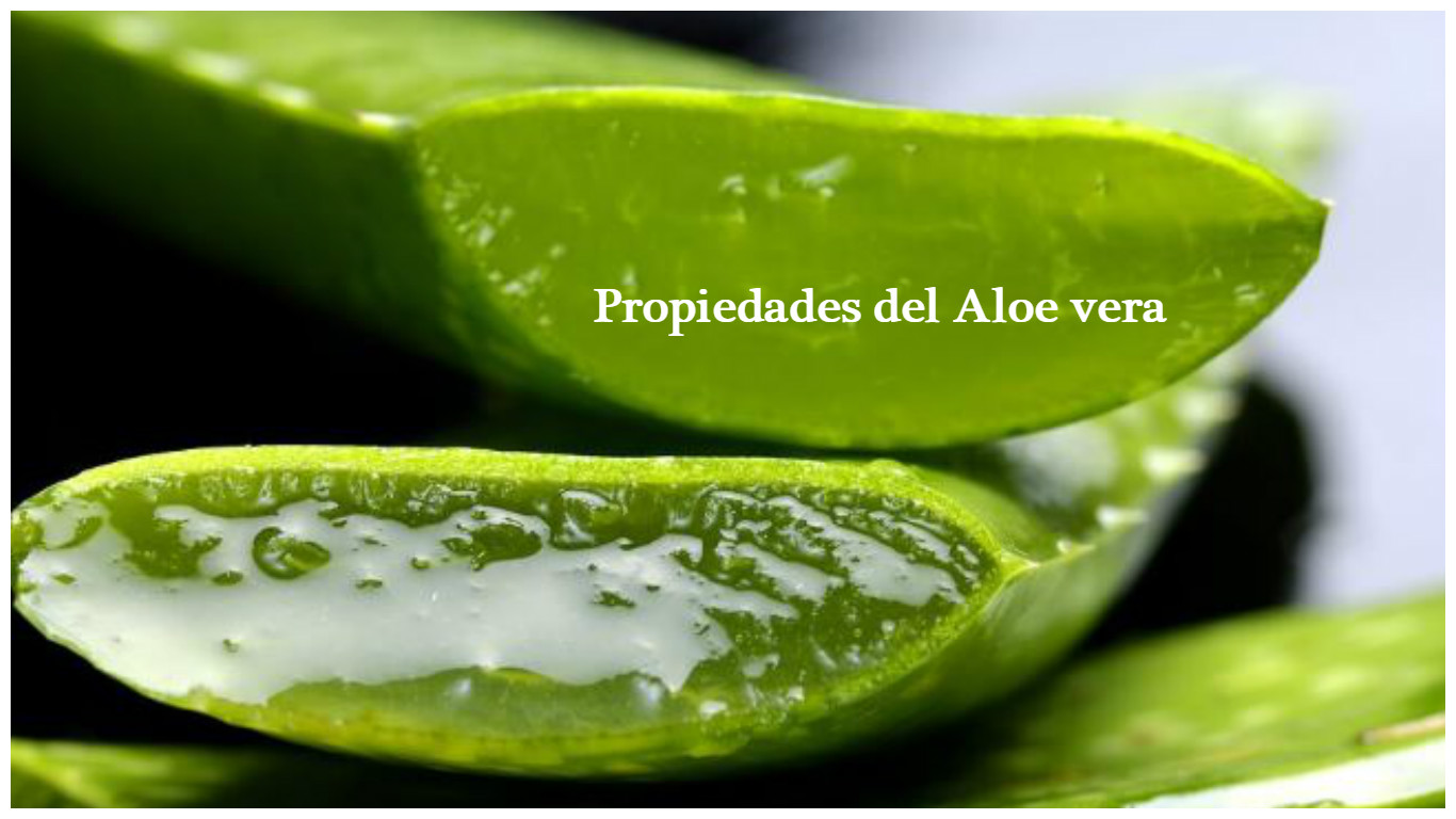 Beneficios y propiedades de la sábila