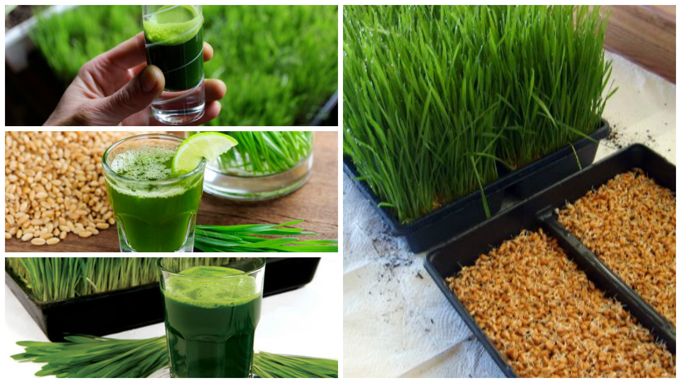 Triticum aestivum vitaminas y minerales