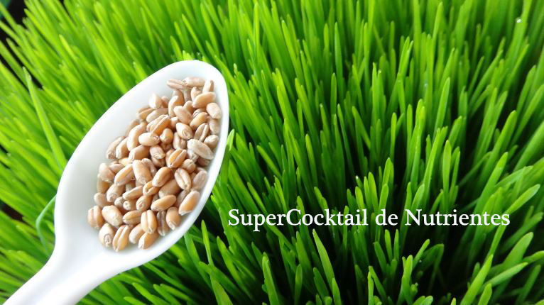 Fuente inagotable de nutrientes,vitaminas, betacaroteno, aminoácidos y aceites omega.