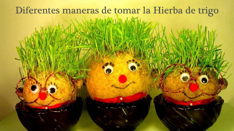 ¿Cómo tomar hierba de trigo?