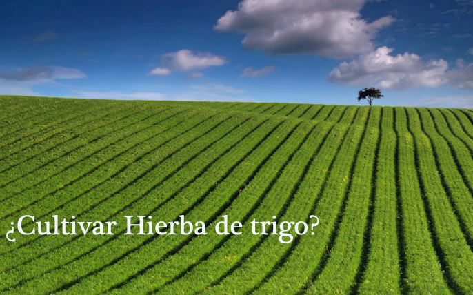 Cultivo y cosecha de pasto de trigo