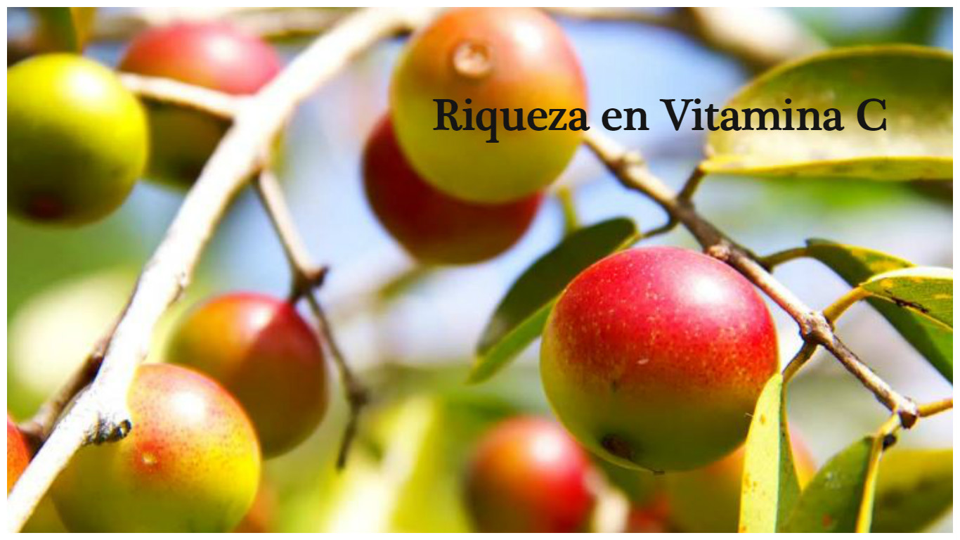 Vitamina C y efecto antioxidante