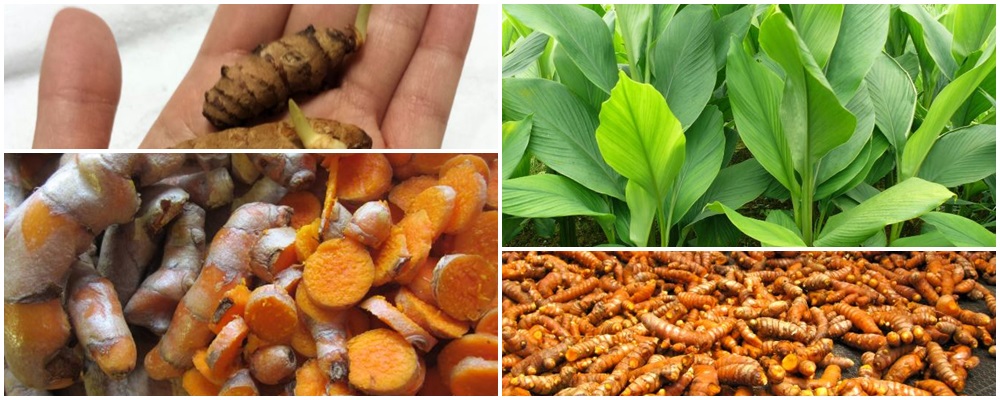 Azufre de Indias, el mejor antioxidante