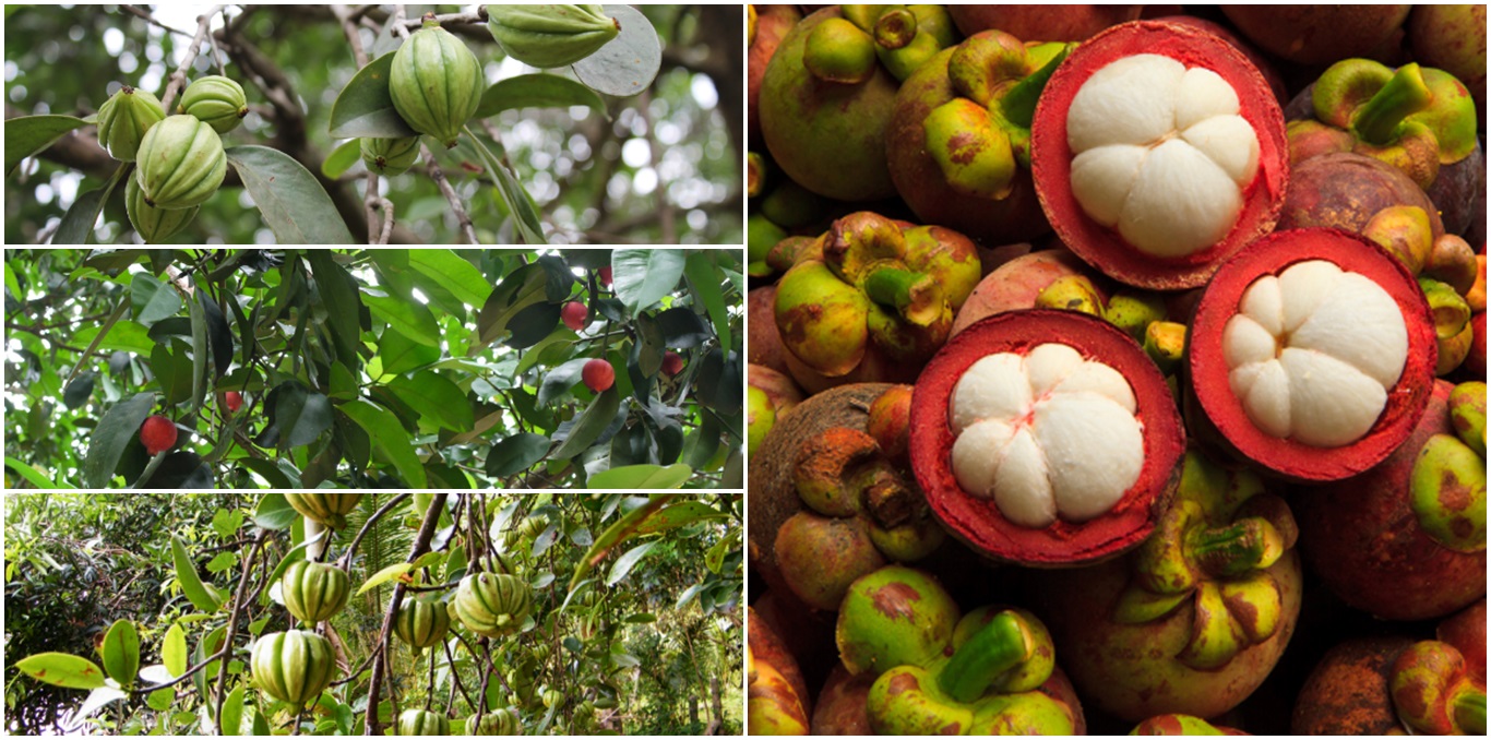 Alimento que planta cara al LDL o colesterol malo