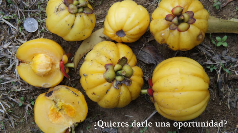 Opiniones sobre la Garcinia cambogia