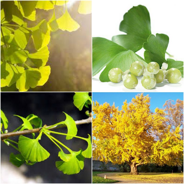 Ginkgo Biloba Propiedades, Beneficios Dónde Comprar Online【2019】