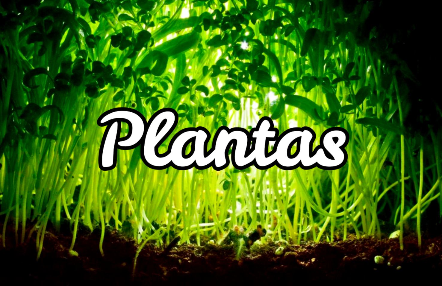 plantas medicinales como superalimento