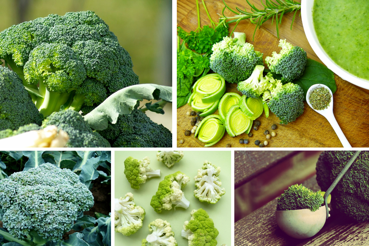 Beneficios del Brócoli