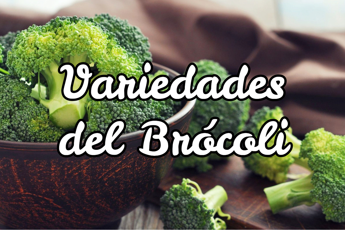 Tipos de Brócoli